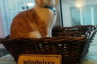 Cafe de Kedi